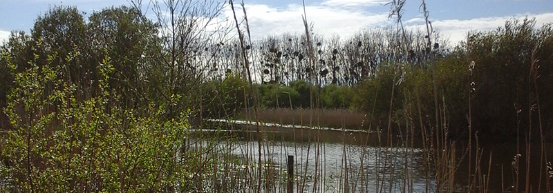 Bord du Tenu à St Mars de Coutais - Marais au Port