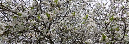 Cerisier en fleurs à St Mars de Coutais