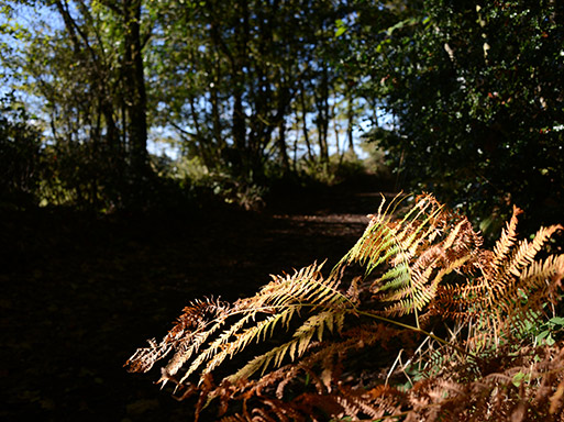 Société de chasse