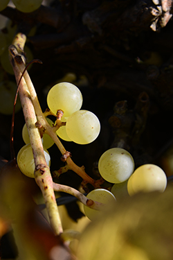 Raisin St Mars de Coutais Vin blanc nantais