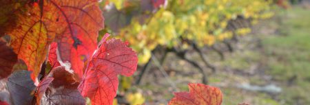 Vigne à l'automne - St Mars de Coutais