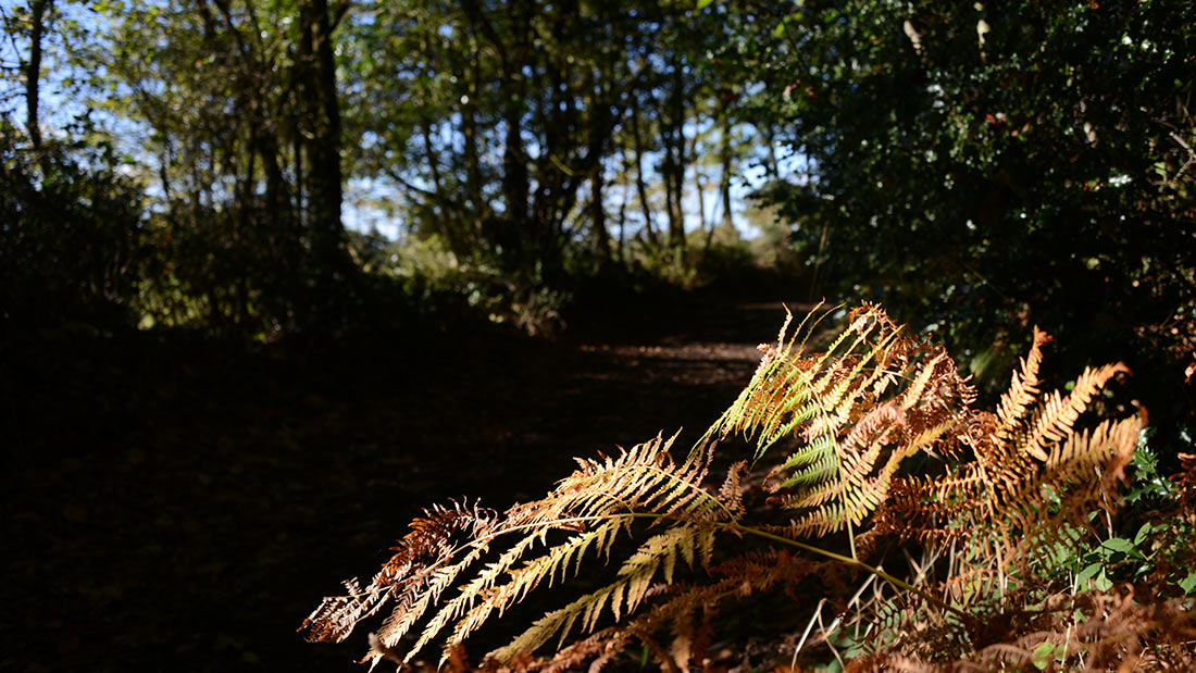 Bois saint mars de coutais nantes sud